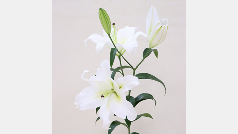 季節の花をラジオからお届けする「Fヨコ 旬の花だより～Keep Green ＆ Blue～」